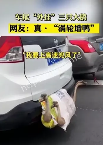 返程高速车尾挂鸡鸭大鹅